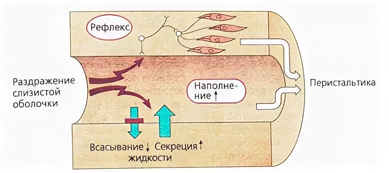 Перистальтика кишечника после операции. Перистальтический рефлекс физиология. усиление перистальтики. перистальтика насос. перистальтика.