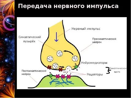 Передают нервные импульсы к рабочим органам