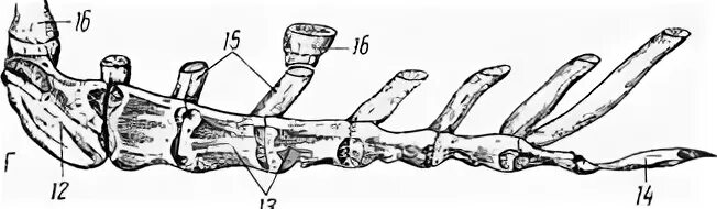 Структура кости животного. Подъязычная кость анатомия животных. Плечевая кость животных краниолатеральная сторона. Строение крестцовой кости у животных. Структура кости животного.