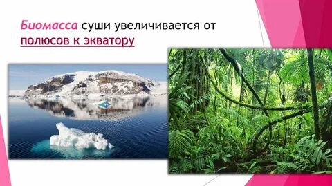 Биомасса океана