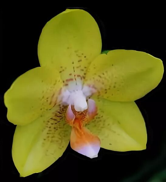 Phalaenopsis PH 197 Golden Jaguar - Орхидеи