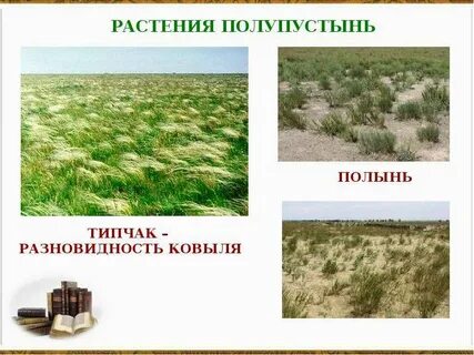 Типичные растения полупустыни