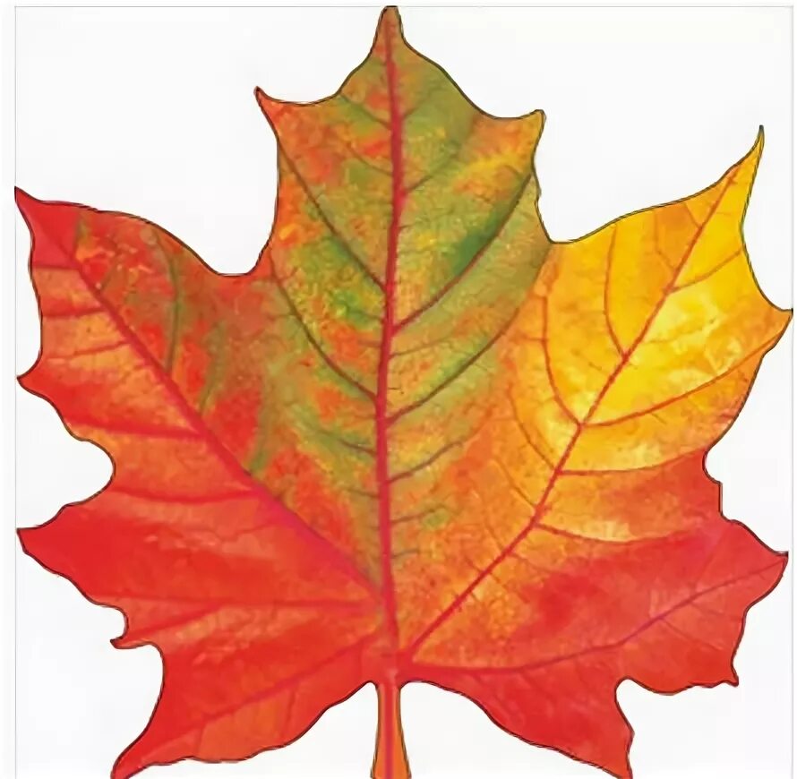 Листья клена цветные. Кленовый лист не Кленовом листе. Большой цветной осенний лист. Кленовый лист а4 цветной.