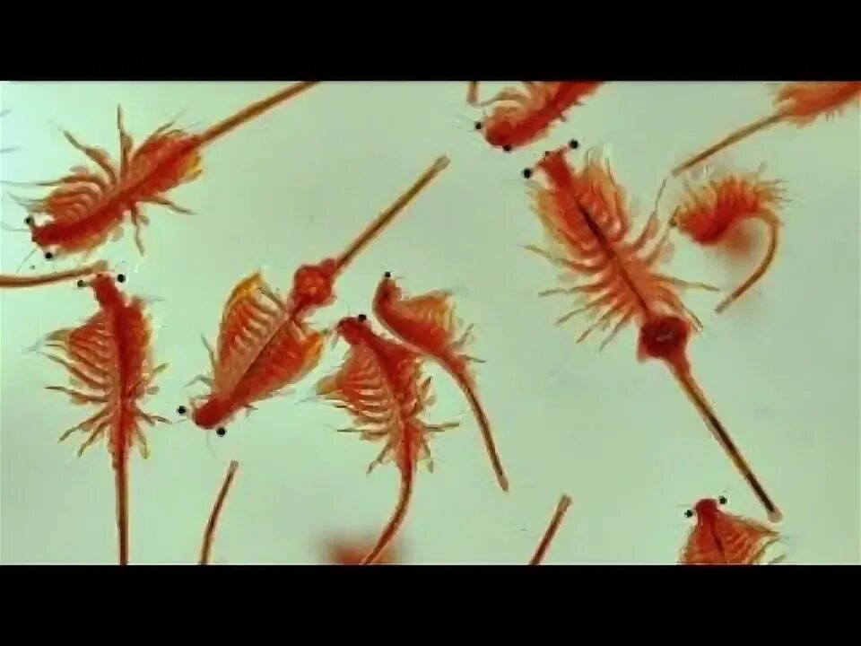 Рачки из фикса
