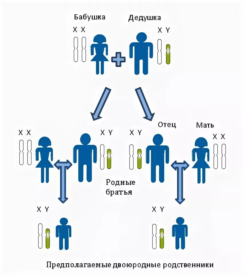 Как называется сводная сестра сводного брата. ДНК установление родства. Хромосомы отца и матери. Сводные братья родство. Троюродный брат по отцовской линии.