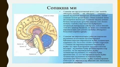 Ыстық іскер әйелмен жыныстық қатынас