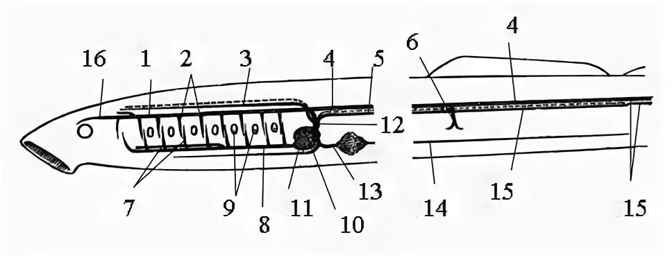 Кровеносная система миноги. Схема кровеносной системы миноги в цвете. Кровеносная система речной миноги. Кровеносная система миноги. Строение сердца круглоротых.