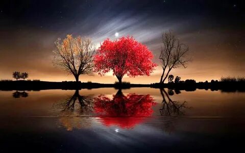 Red trees