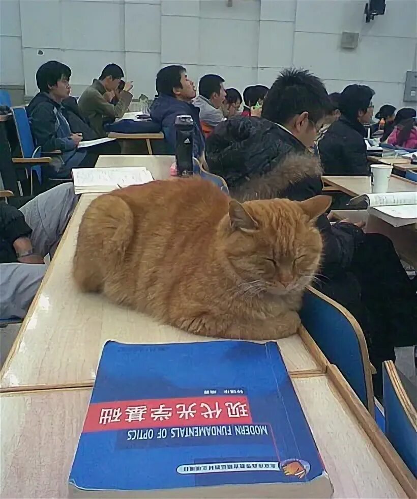 Cat university. Uni cat.
