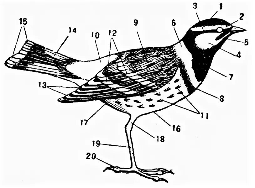 Схема птицы. Названия участков оперения и частей тела птиц. Чучело птицы схема и его части тела. Подписать основные части тела птицы. Отделы тела птиц 7 класс