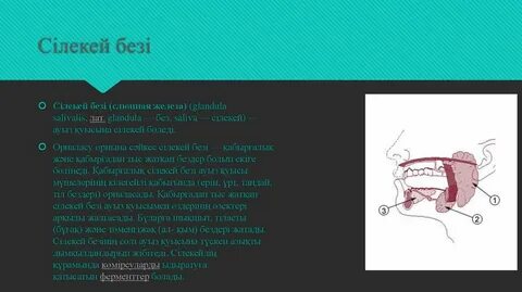 Арық қыздардың порно суреттері