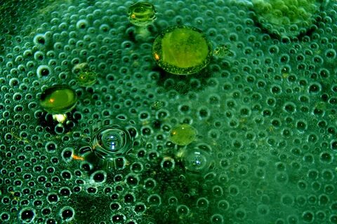 Зеленые водоросли хлореллы