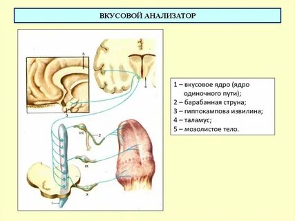 Проводниковый отдел вкусовой системы