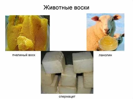 Воск из шерсти овец 7 букв сканворд