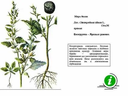 Признаки внешнего строения лебеды