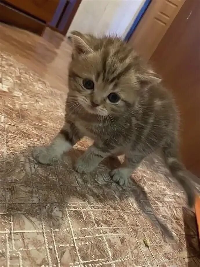 Продаю котенка девочку. Продаю котенка девочку