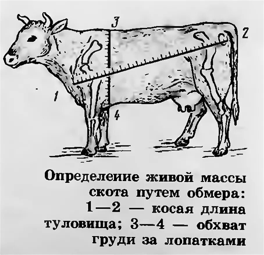 Таблица замера КРС живым весом Быков. Как измерить живой вес Быков. Таблица живого веса крупного рогатого скота. Таблица измерения живого веса КРС быки.