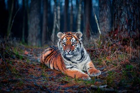 Уссурийский тигренок - В России живет самая крупная и северная в мире хищна...