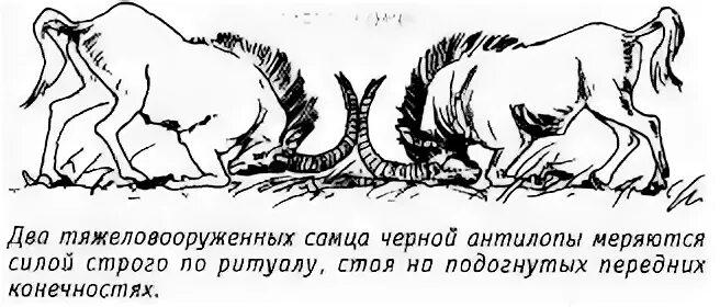 Низко павший