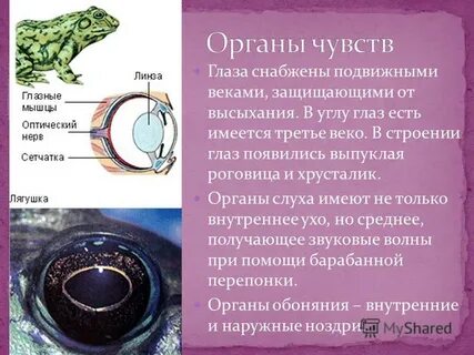 Защищает от высыхания