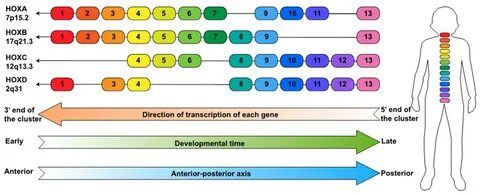 Cancers Free Full-Text The Enigmatic HOX Genes: Can We Crack Their.