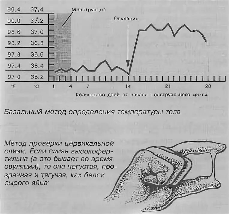 Норма ректально. Ректальное измерение температуры. методы оценки овуляции. измерение базальной температуры. перепвг температуры тела.