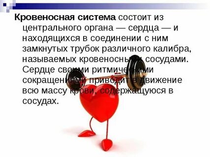 Сердце главный