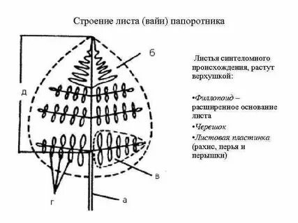 Вращательное движение верхушек растущих органов растений 7