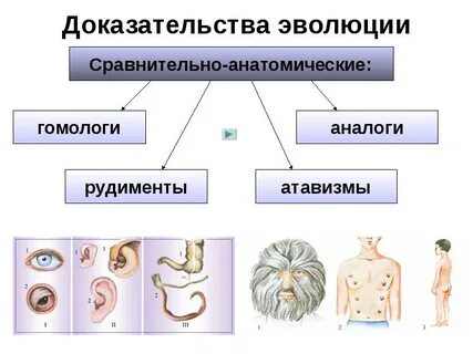 Эволюционное сравнительная