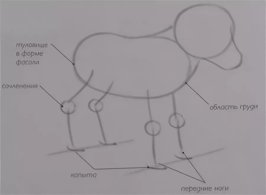 Рисование в средней группе козленочек. Коза рисунок. Как нарисовать козлика в средней группе. Рисование козленка в средней группе.