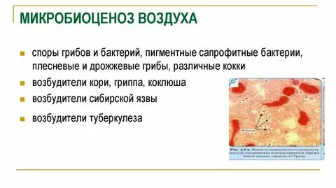 Микробиоценоз