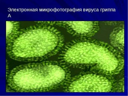 Грипп тип b