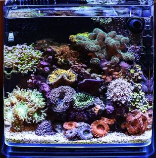 Работа морские аквариумы