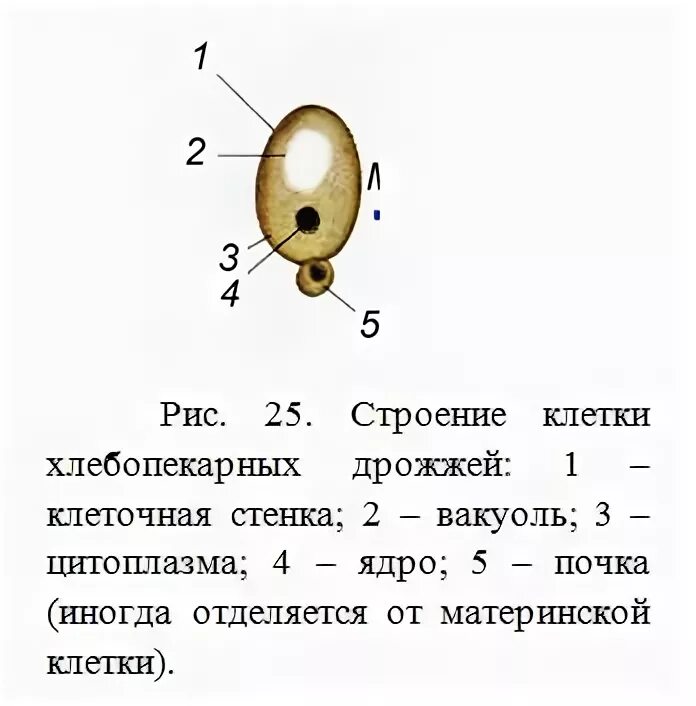 Тело пекарских дрожжей состоит из. Строение клетки гриба дрожжи. Пекарские дрожжи строение клетки. Строение дрожжевой клетки рисунок. Строение дрожжей 5 класс биология рисунок.