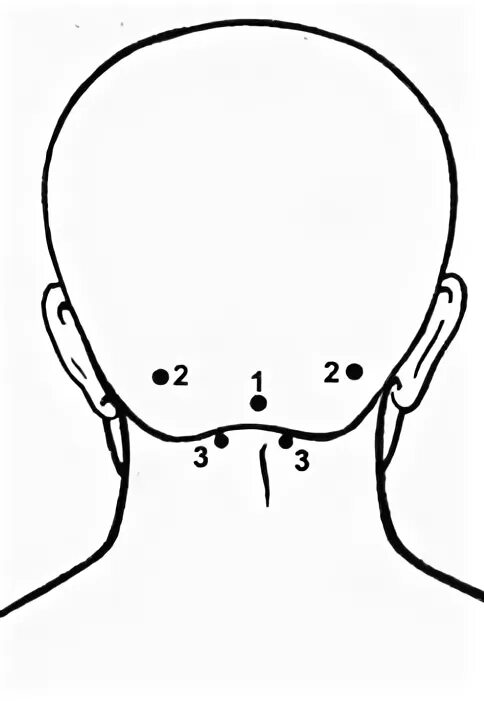 Точки на затылке головы. Точка фэн фу китайская медицина. Биологически активные точки на голове. Шея сзади. Точки затылка головы.