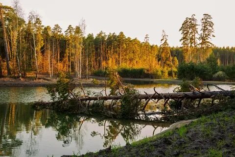 Лебяжье свердловская область каменский