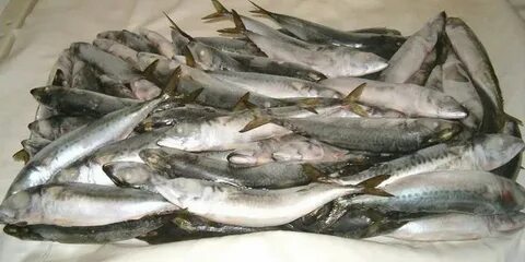 Качество мороженой рыбы