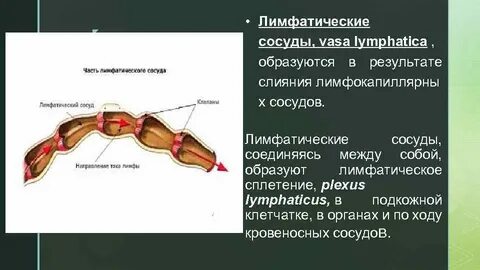 Слои лимфатических сосудов