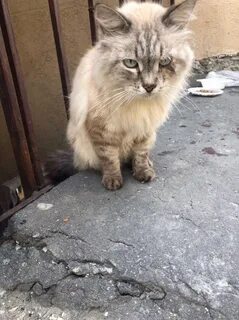 Пенза кошки