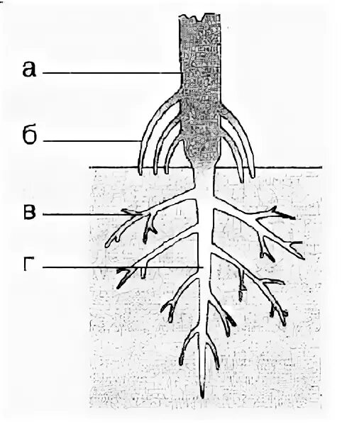 Корневые буквы. Строение корня без подписей. Строение корня без подписей 6 класс. Придаточные боковые и главный корень. Рисунок корня биология 6 класс.