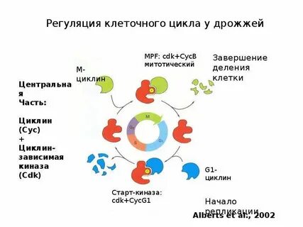 Генетика клеток