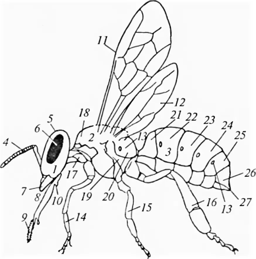 Отделы тела пчелы медоносной. Внешнее строение медоносной пчелы. Строение перепончатокрылых. Внутреннее строение пчелы. Внутреннее строение перепончатокрылых.