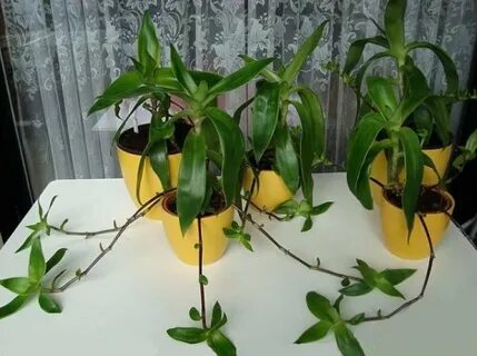 Золотой ус народное применение