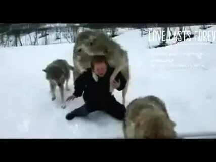 Нападет ли волк на человека