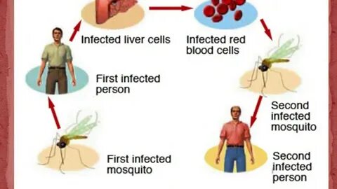 Malaria, What is Malaria, how to prevent malaria, diet for malaria patient,...