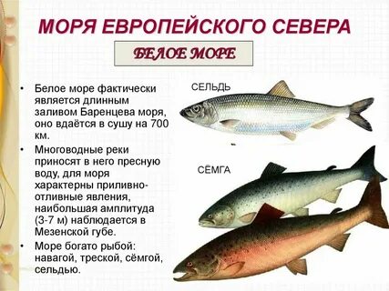 Моря европейского севера