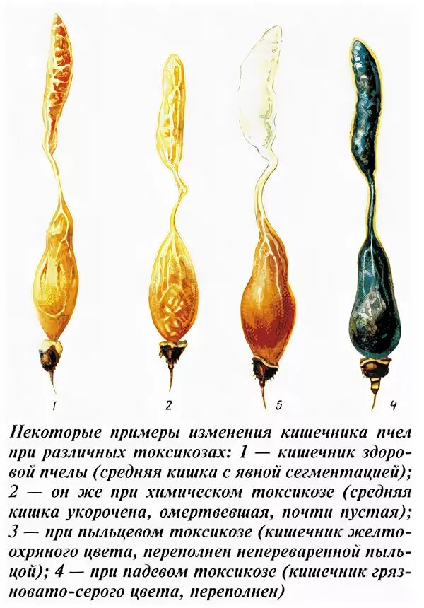 Падевый токсикоз пчел. Аллергия на пыльцу. Симптомы раннего токсикоза. Падевый токсикоз пчел. Схема двойного оплодотворения у покрытосеменных растений.