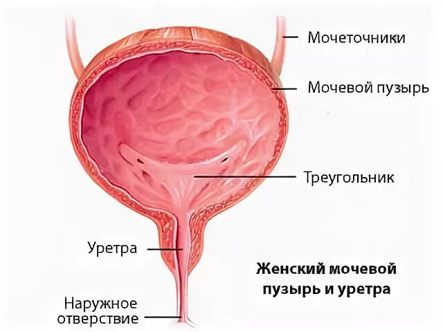 Схема мочеполовой системы у мужчин. Органы выделительной системы мочевой пузырь. Схема строения мочевого пузыря человека. Показать мочевой. Показать мочевой.