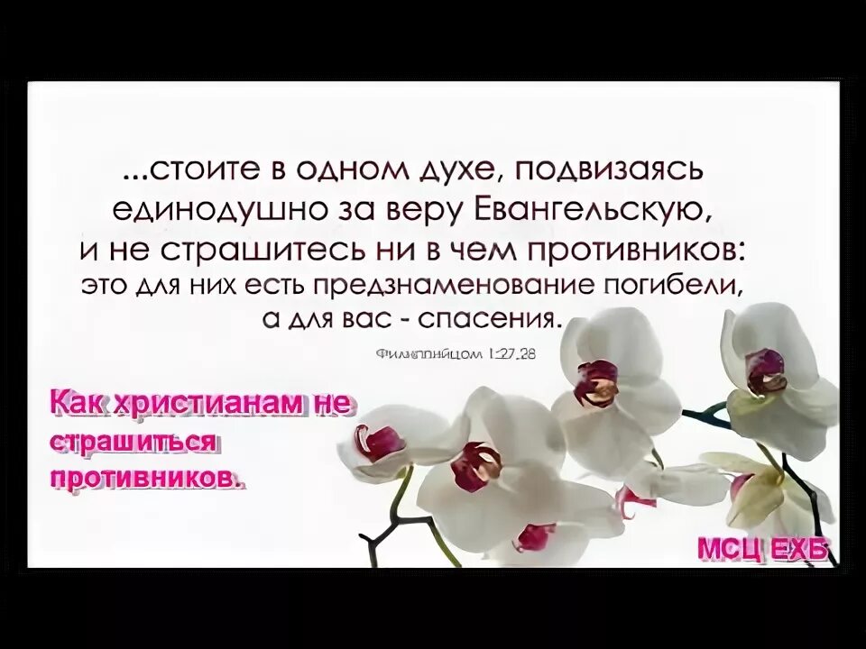 Подвизаться. Подвизаться за веру евангельскую. христианское поздравление христиан веры евангельской. единодушно подвизаться за веру евангельскую. ,поздравления с днем бракосочетания христиан веры евангельской.
