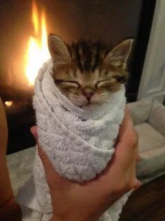 Кот шаурма